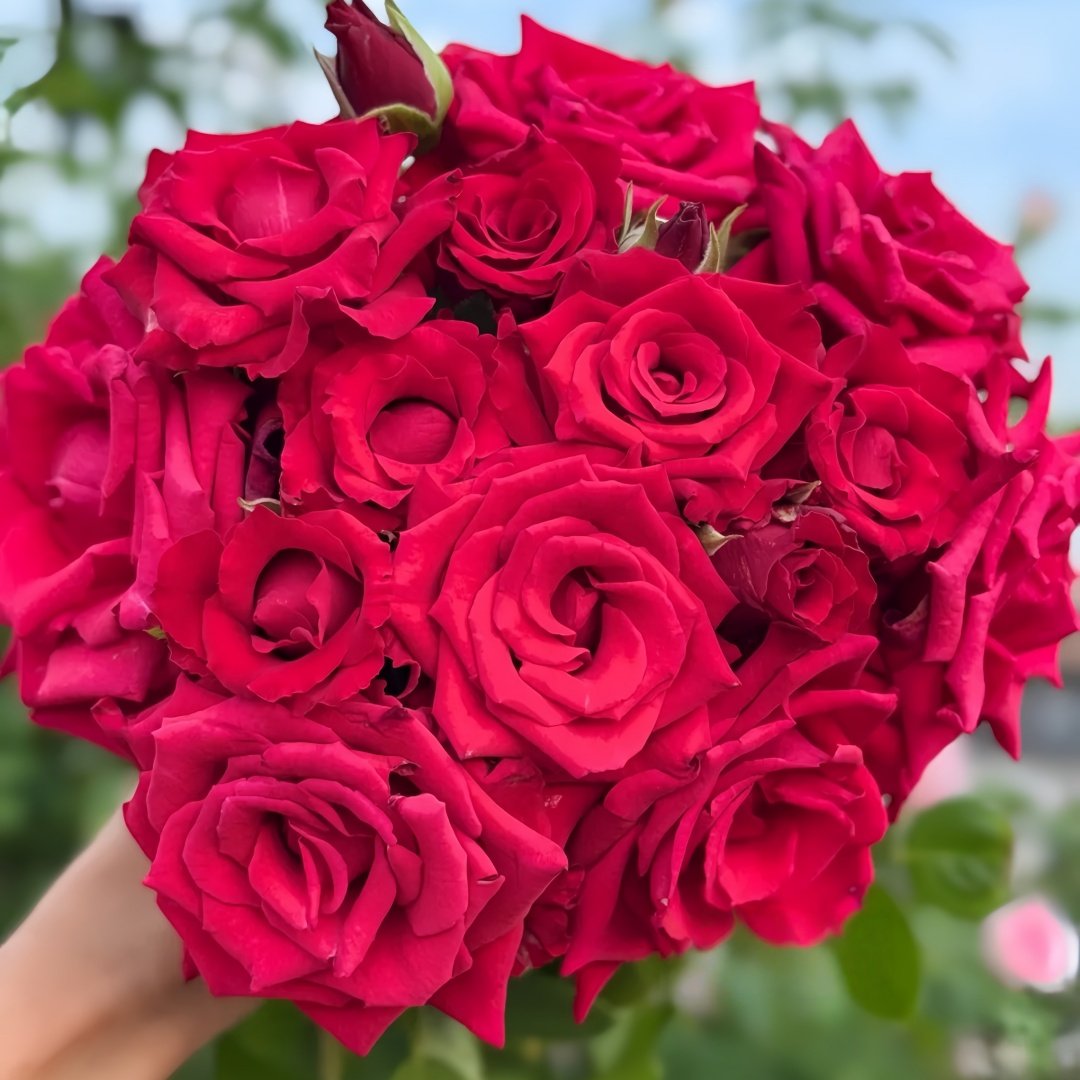 Red Bride Rose Plant ｜红新娘 image 9