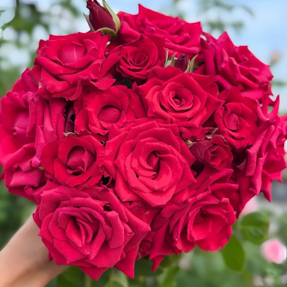Red Bride Rose Plant ｜红新娘 image 9
