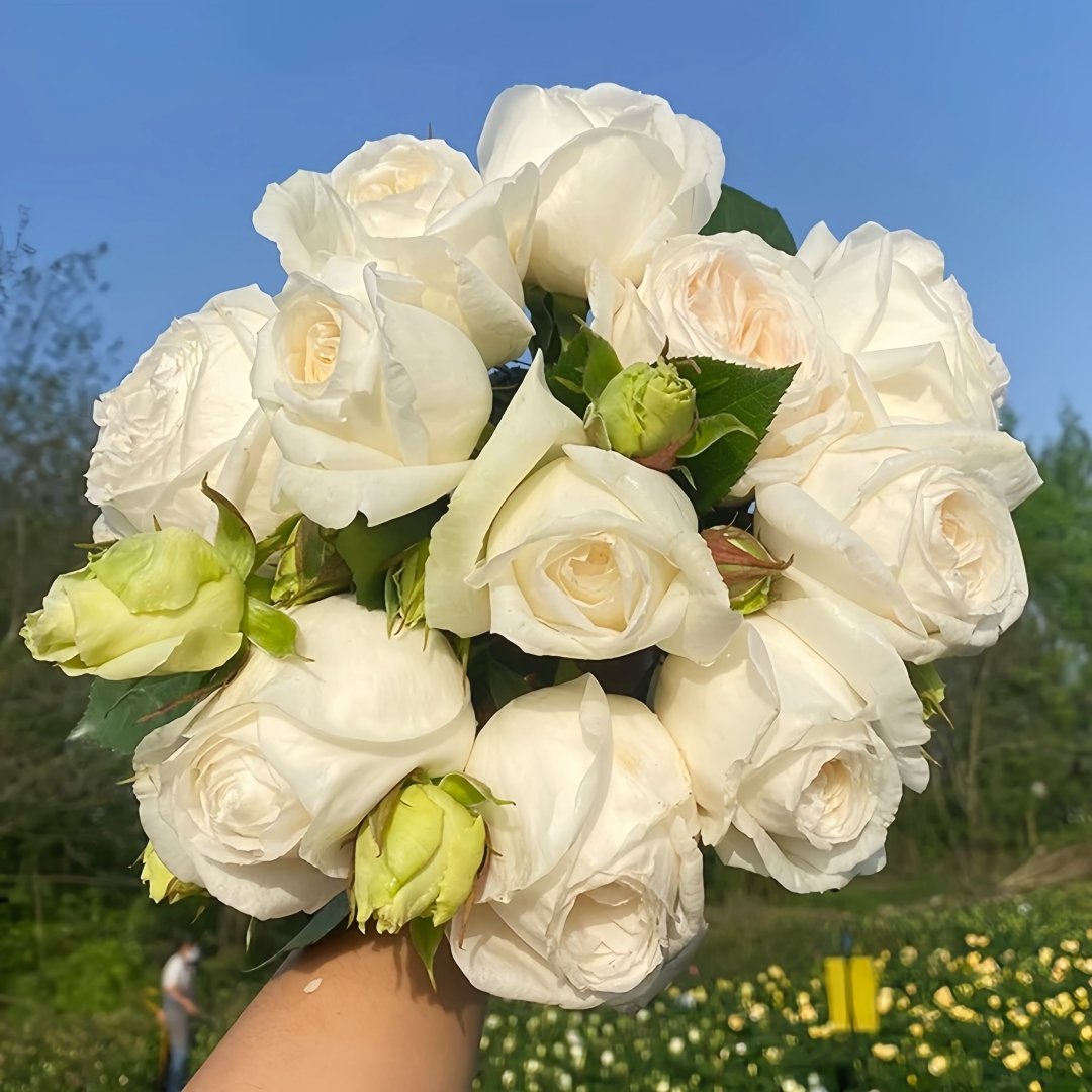 Yves Wedding Road Rose Plant|伊芙婚礼之路 image 9