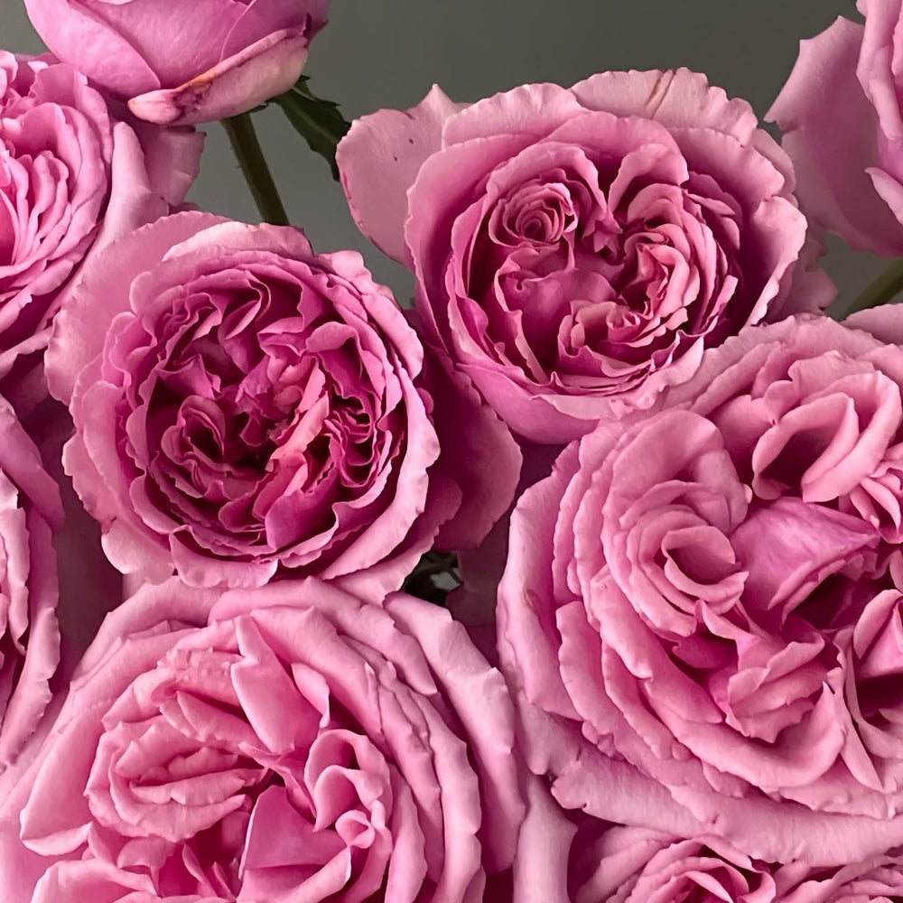 Aromatique Rose Plant｜伊芙芳香世家 image 4