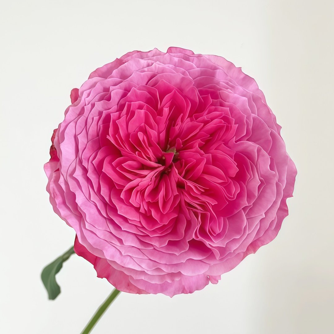 Abdiel Rose Plant｜神仆天使 image 2