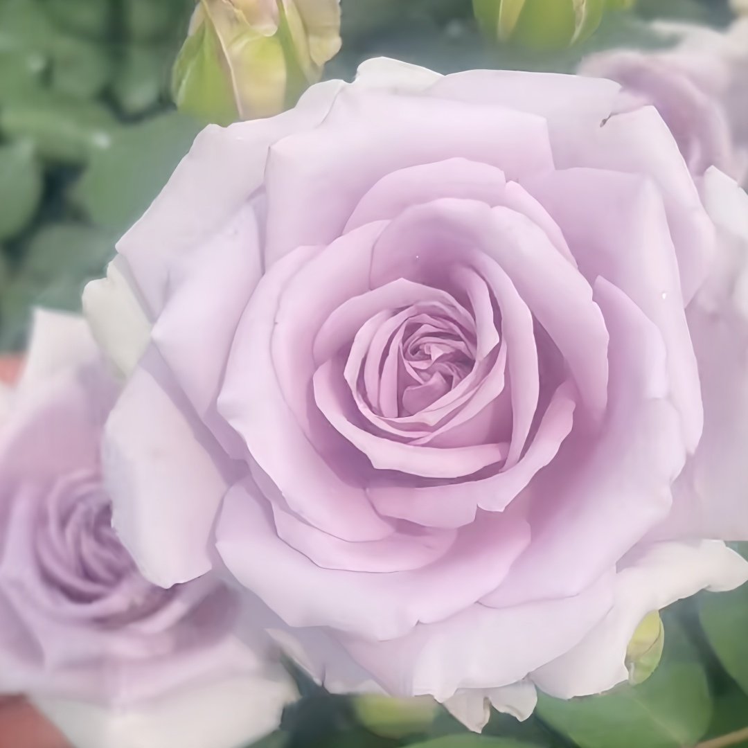 Noble Shine Rose Plant|贵族礼光 image 6
