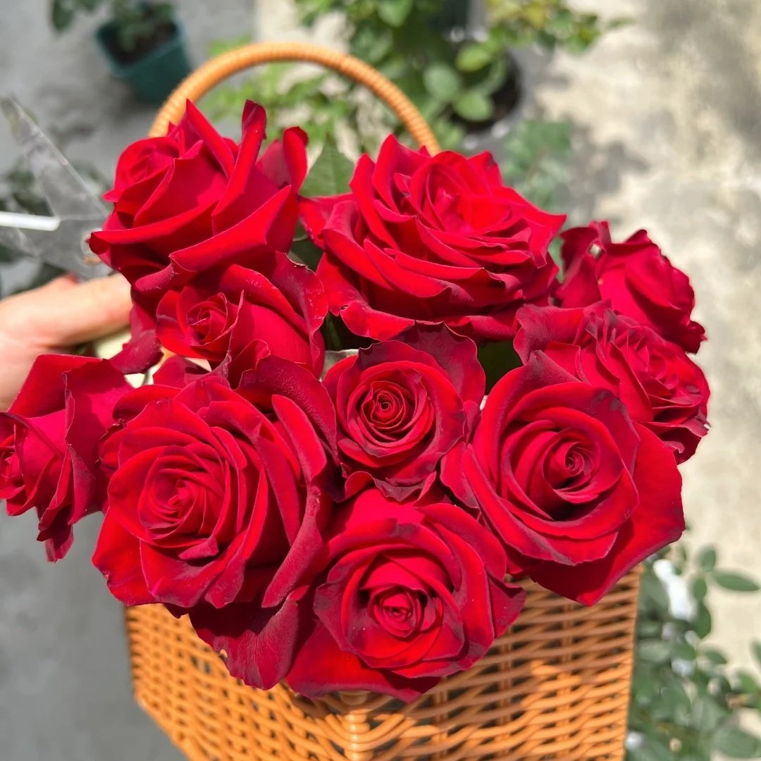 Hallelujah Rose Plant|哈利路亚 image 7