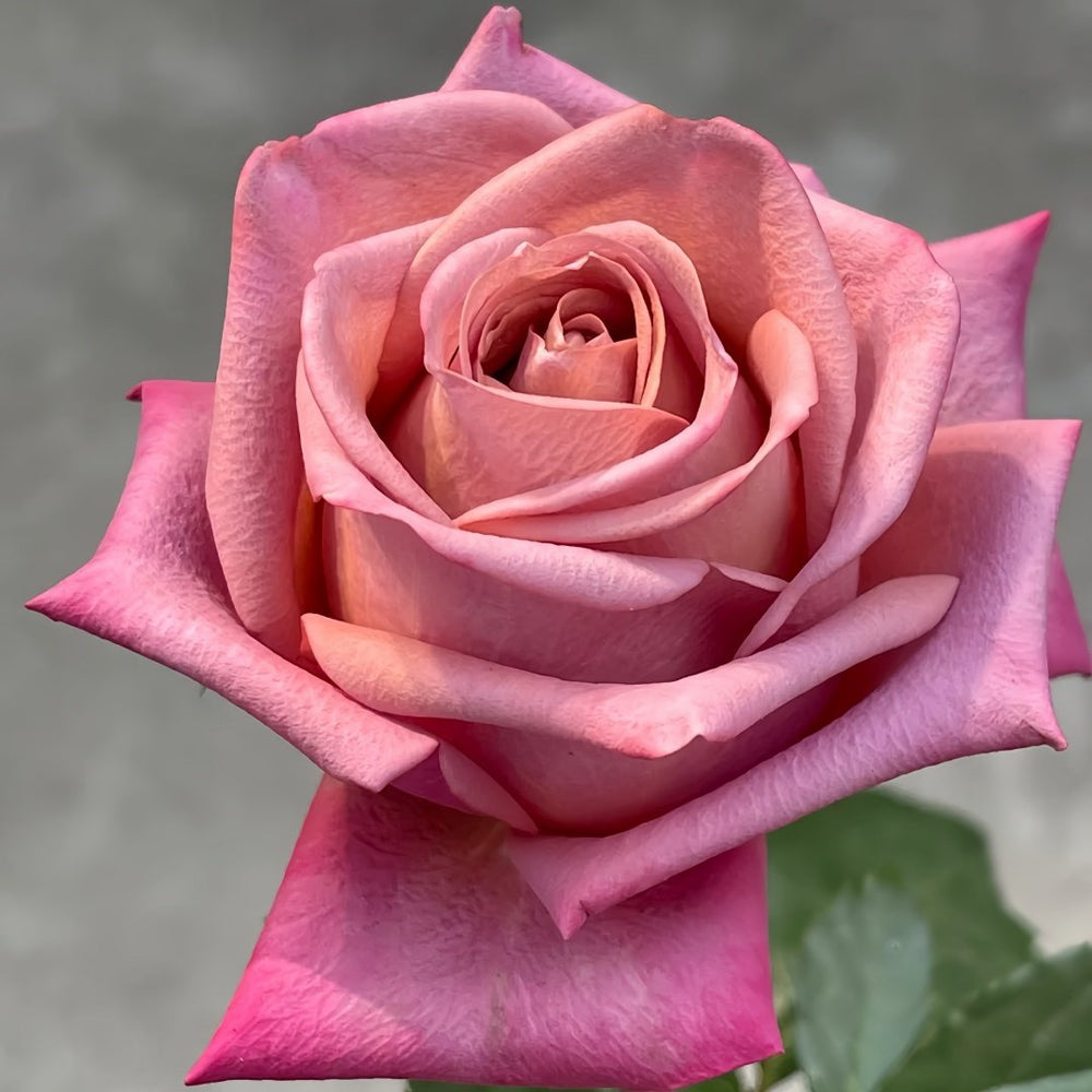 Barista Rose Plant ｜调香师 image 1