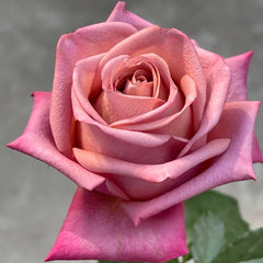 Barista Rose Plant ｜调香师 image 1