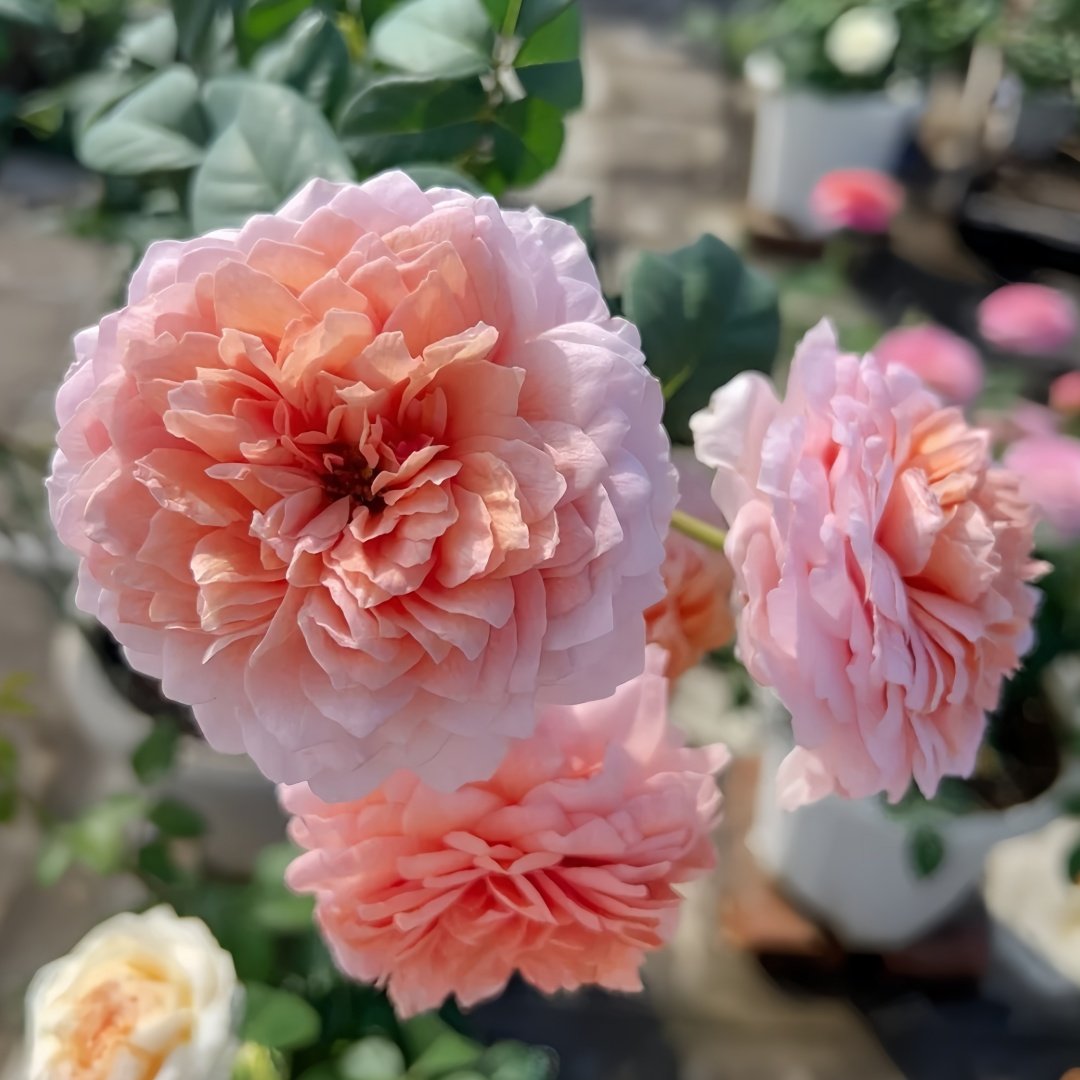 Eisvogel Rose Plant | 翠鸟 image 9