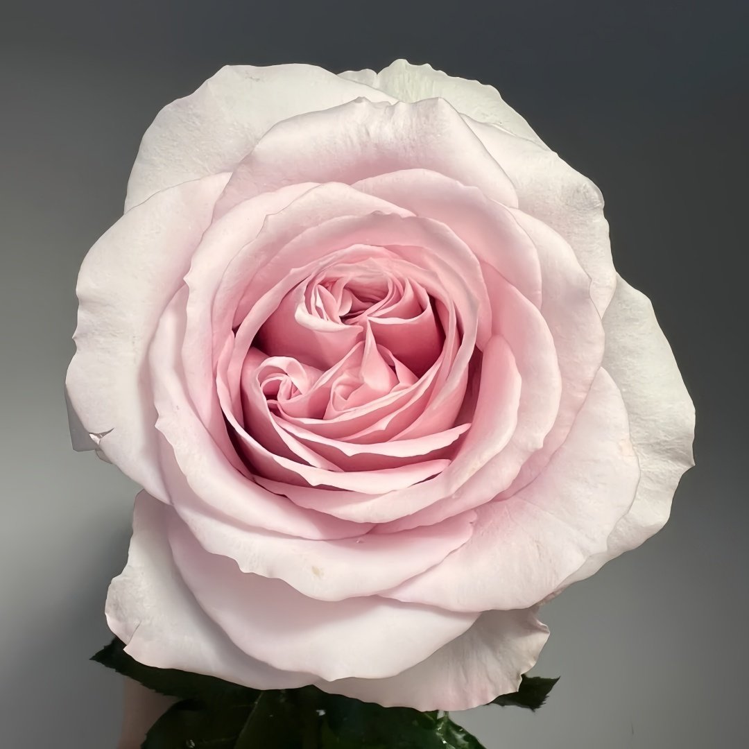 Cosset Rose Plant｜柯赛特 image 0
