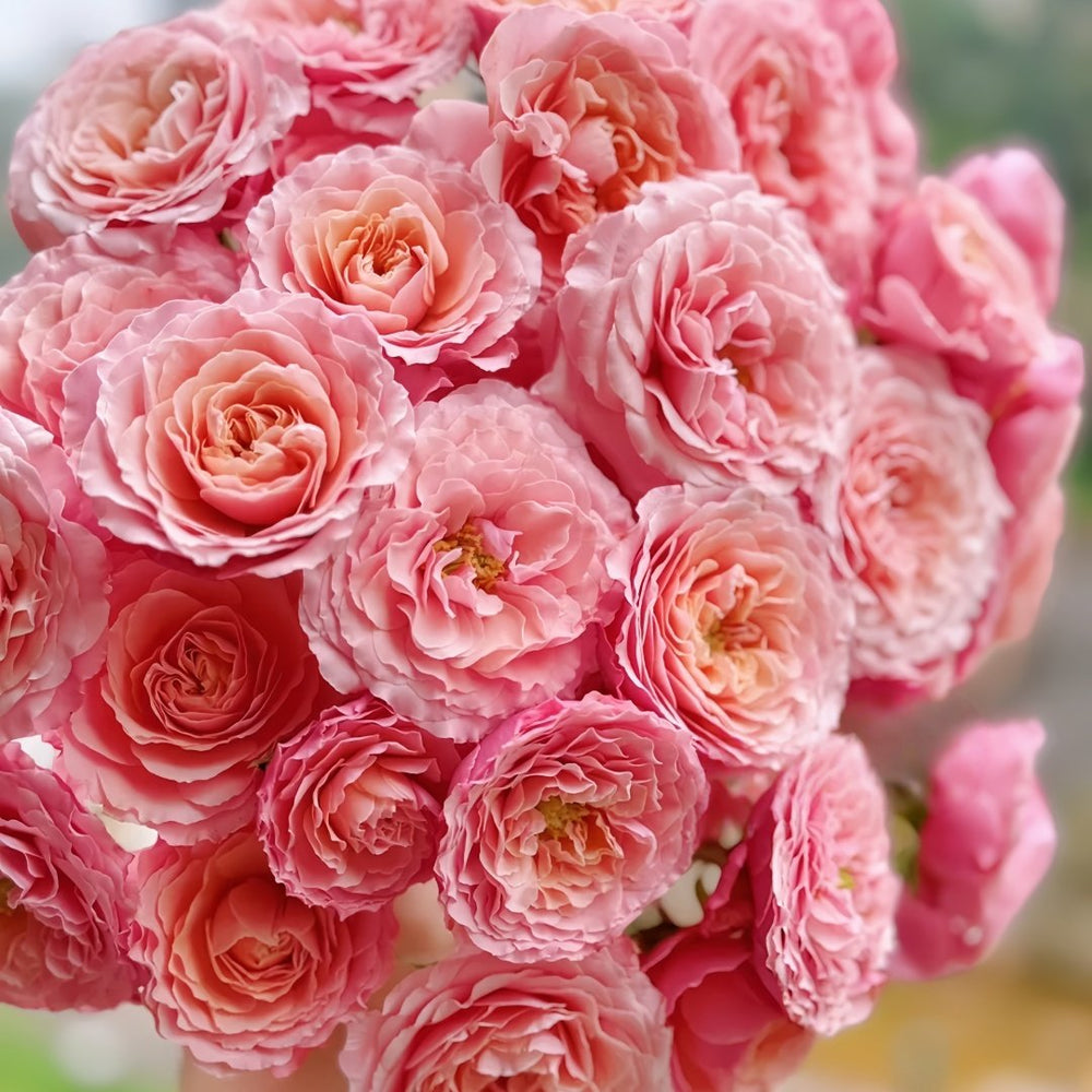 Lirica Rose Plant|丽丽卡 image 7