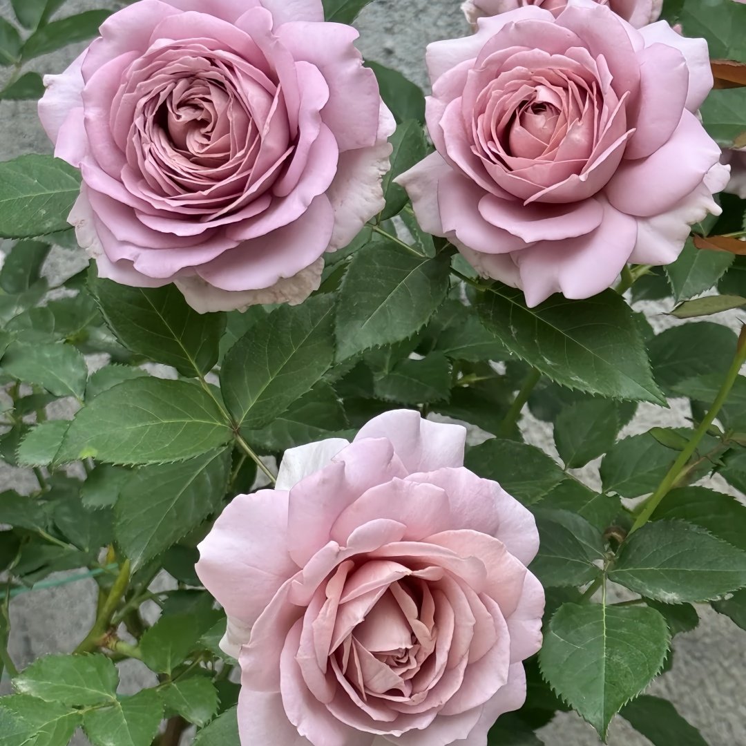 Charity Towa Rose Plant | 今井慈善 image 7