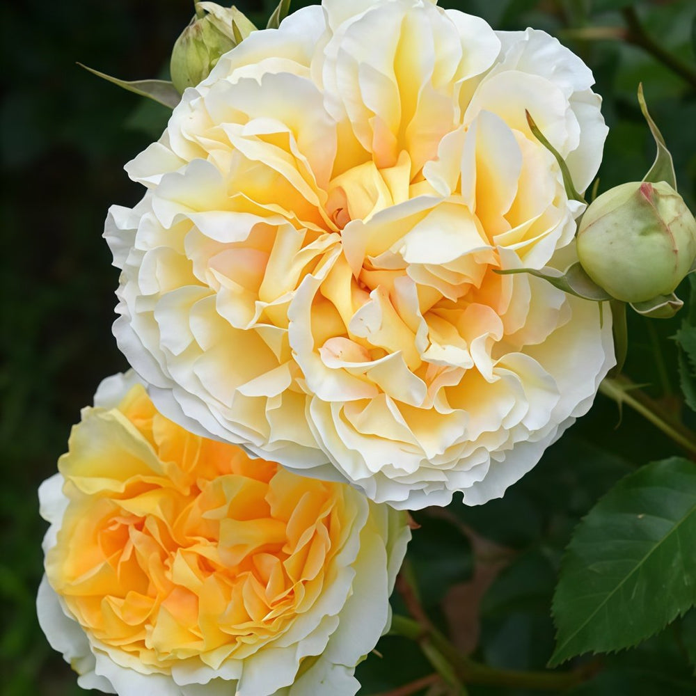 Sicilienne Rose Plant｜西西里舞曲 image 6