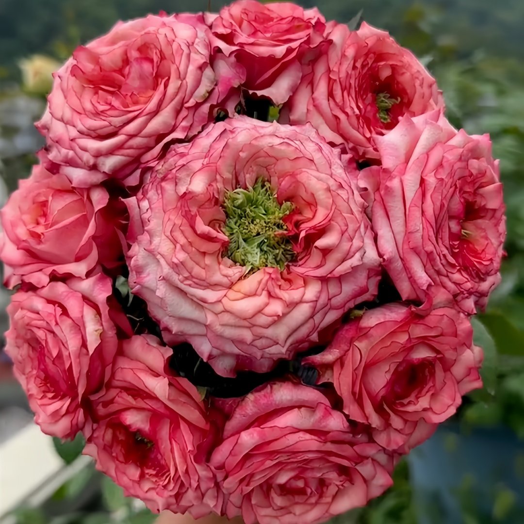 Country Spirit House Rose Plant ｜乡村雅舍 image 6