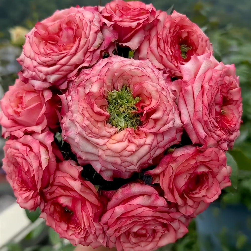 Country Spirit House Rose Plant ｜乡村雅舍 image 6