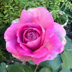 Lavender Lace Rose Plant | 薰衣草蕾丝 image 2