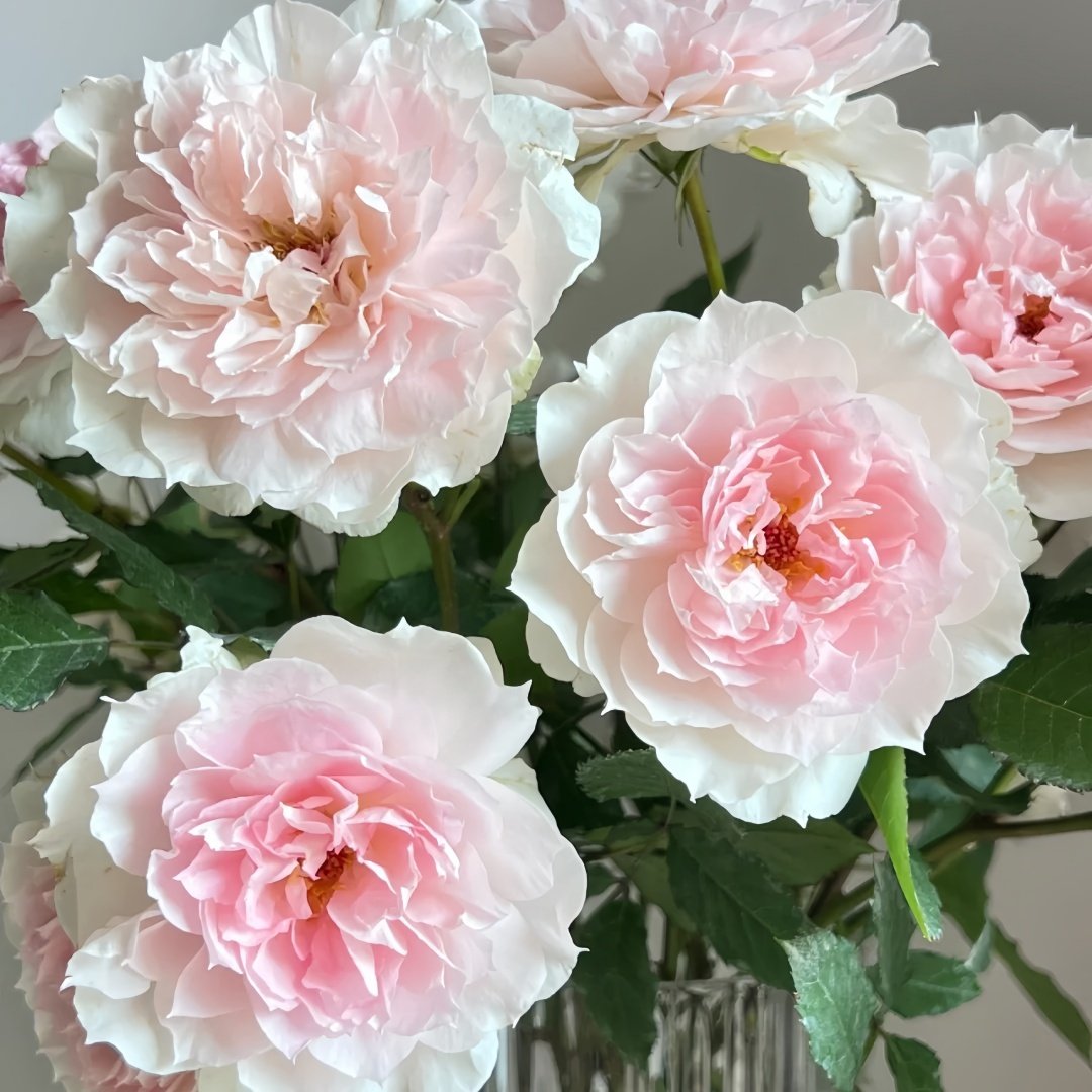 Shalimar Rose Plant｜夏莉玛 image 3