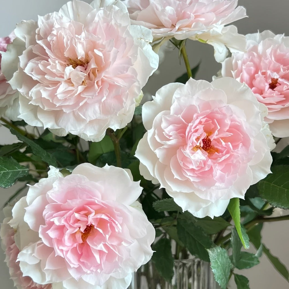 Shalimar Rose Plant｜夏莉玛 image 3