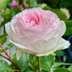 Roxann Rose Plant｜罗克珊 image 1