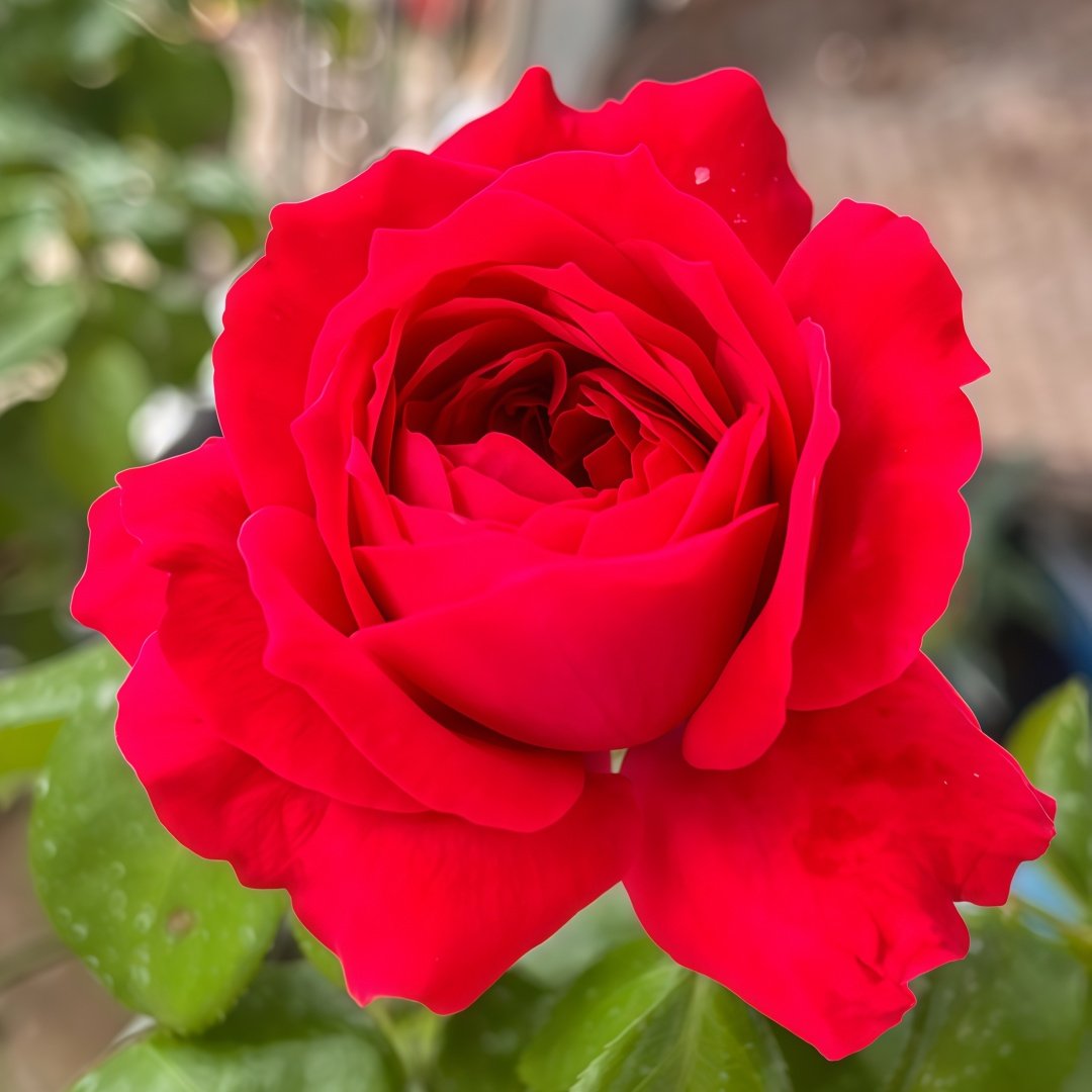 Red Ribbon Ruban Rouge Rose Plant ｜红丝带 image 1
