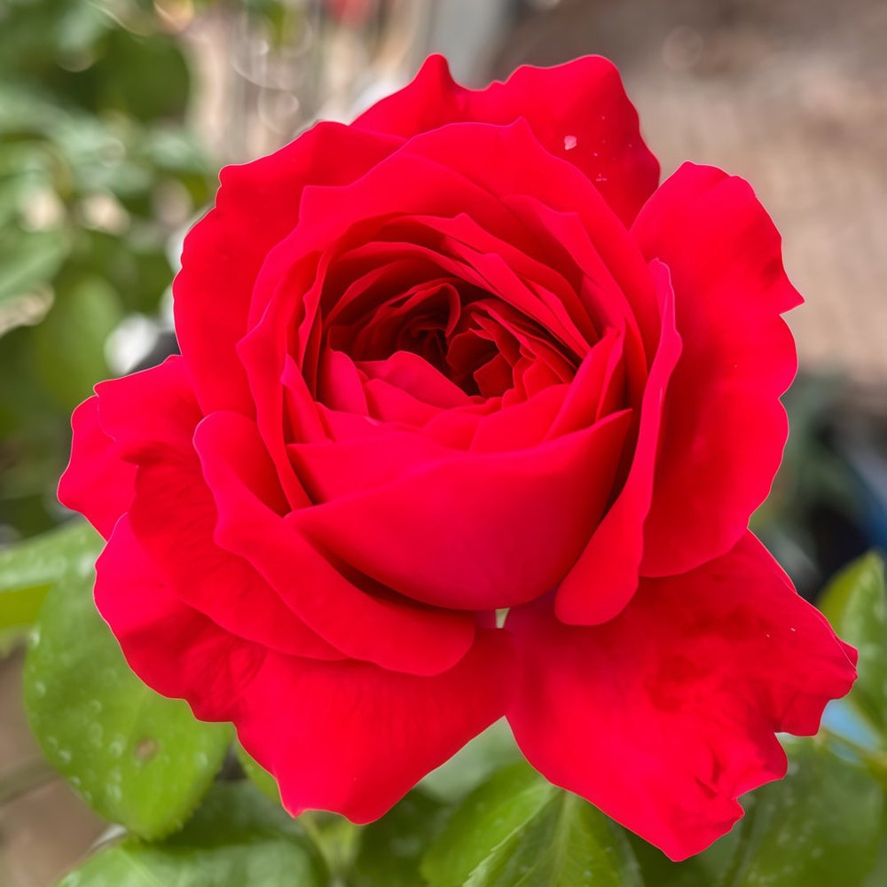 Red Ribbon Ruban Rouge Rose Plant ｜红丝带 image 1