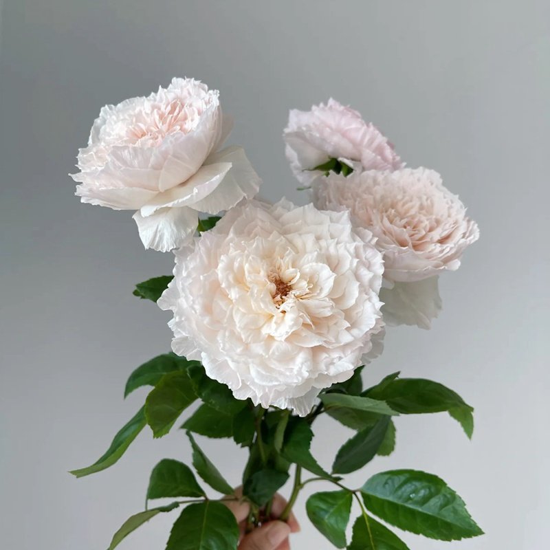 Tsumugi-Hirari Rose Plant｜紬-曼舞 image 1