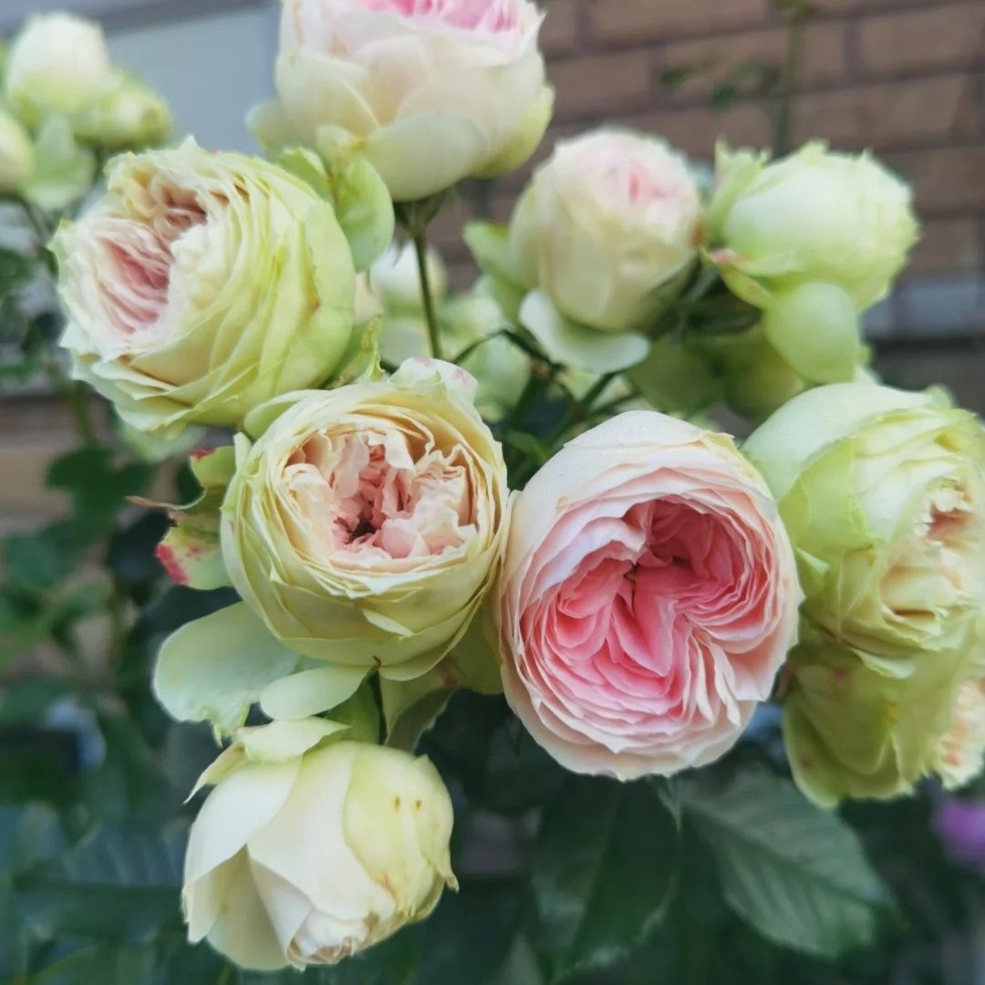Pompom Verand Rose Plant｜门廊绒球 image 5