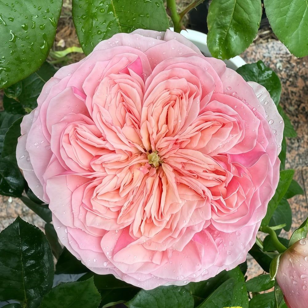Romeo Rose Plant｜罗密欧 image 1