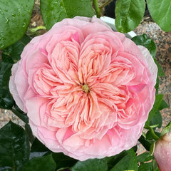 Romeo Rose Plant｜罗密欧 image 1