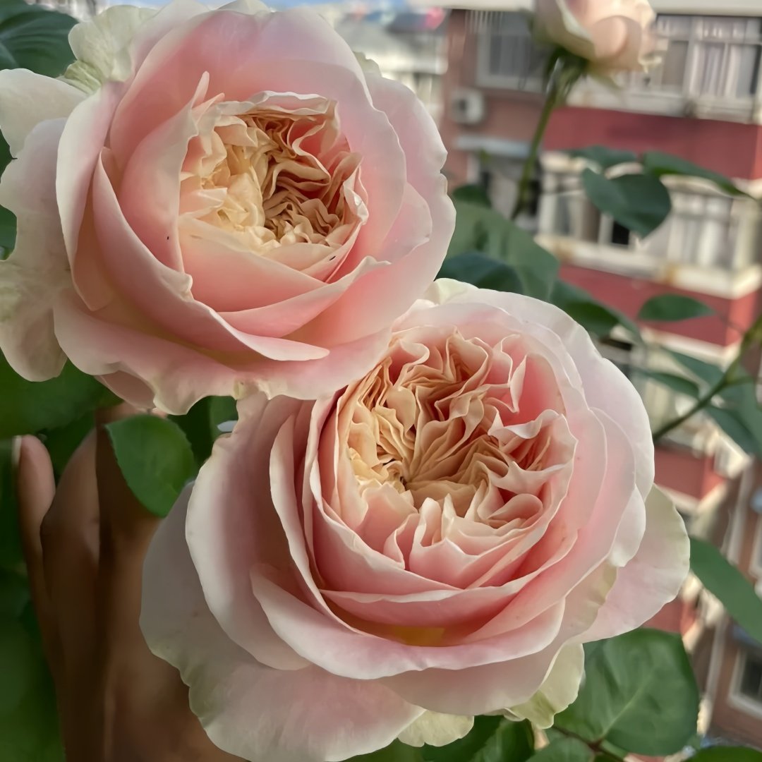 Chiffonade Rose Plant | 雪纺 image 4