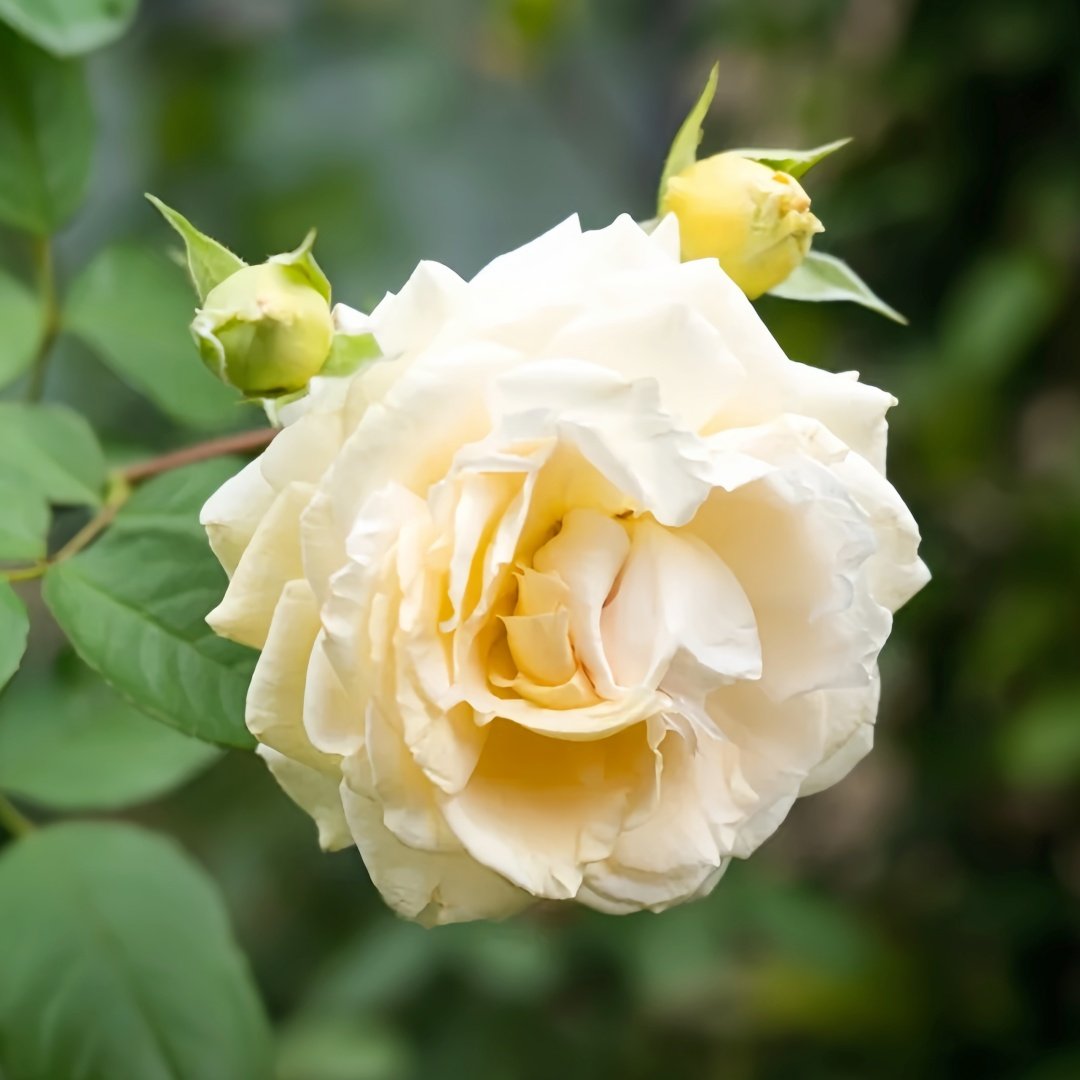 Dun Huang Rose Plant｜敦煌玫瑰 image 6