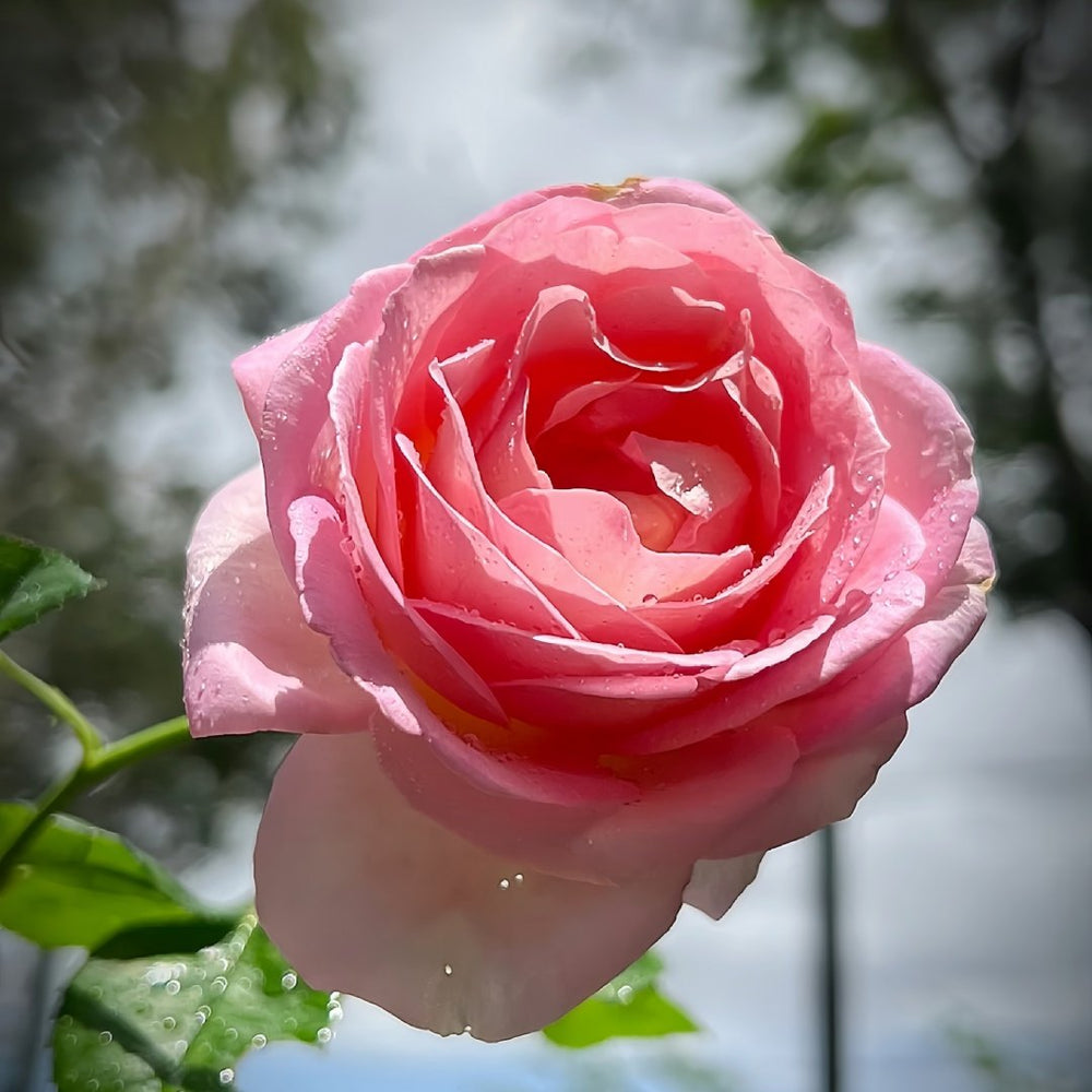 Elle Rose Plant｜艾丽 image 1