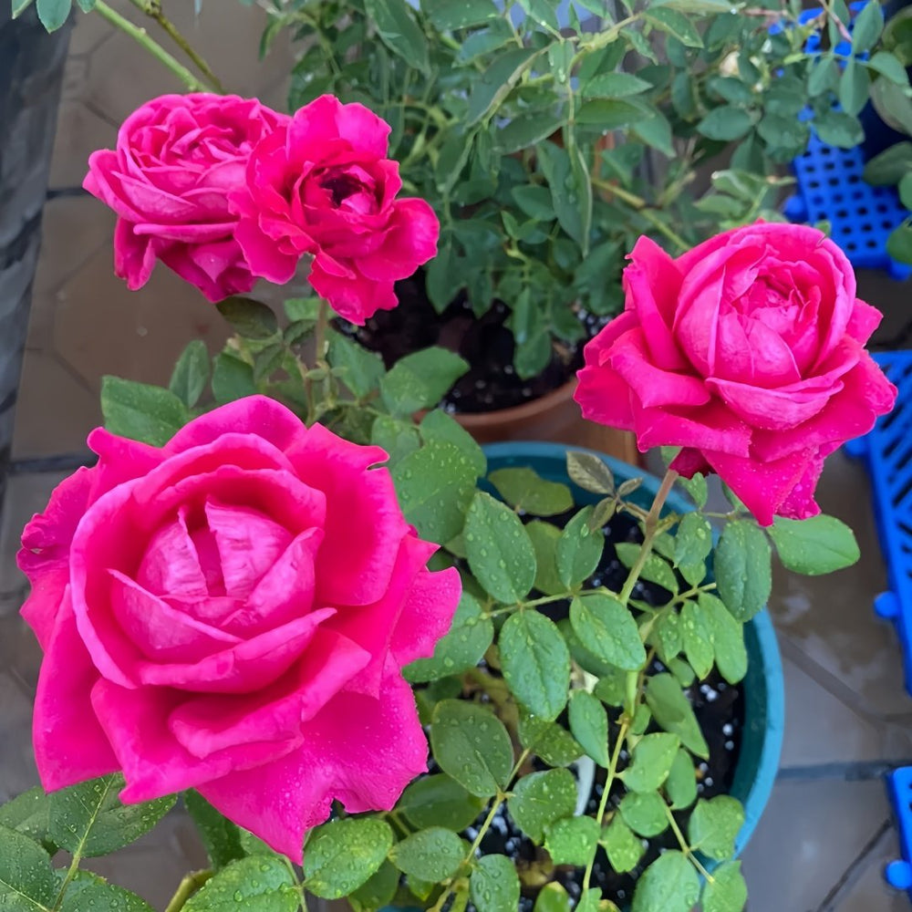 Capability Rose Plant | 才能 image 6
