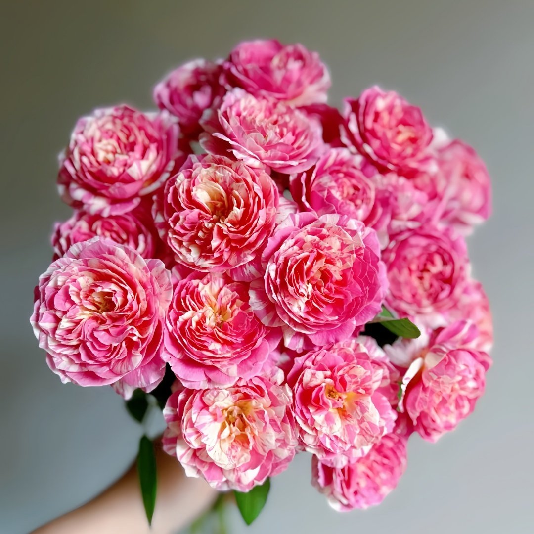 Claude Monet Rose Plant｜莫奈 image 1