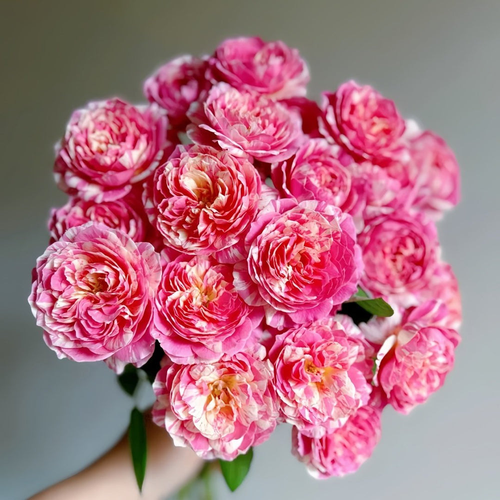 Claude Monet Rose Plant｜莫奈 image 1