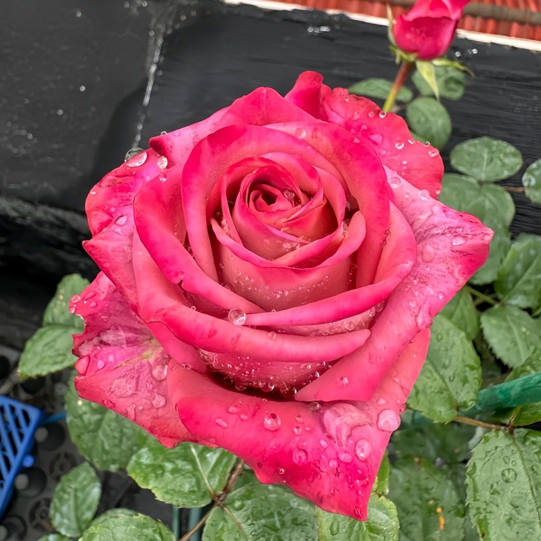 Barista Rose Plant ｜调香师 image 3