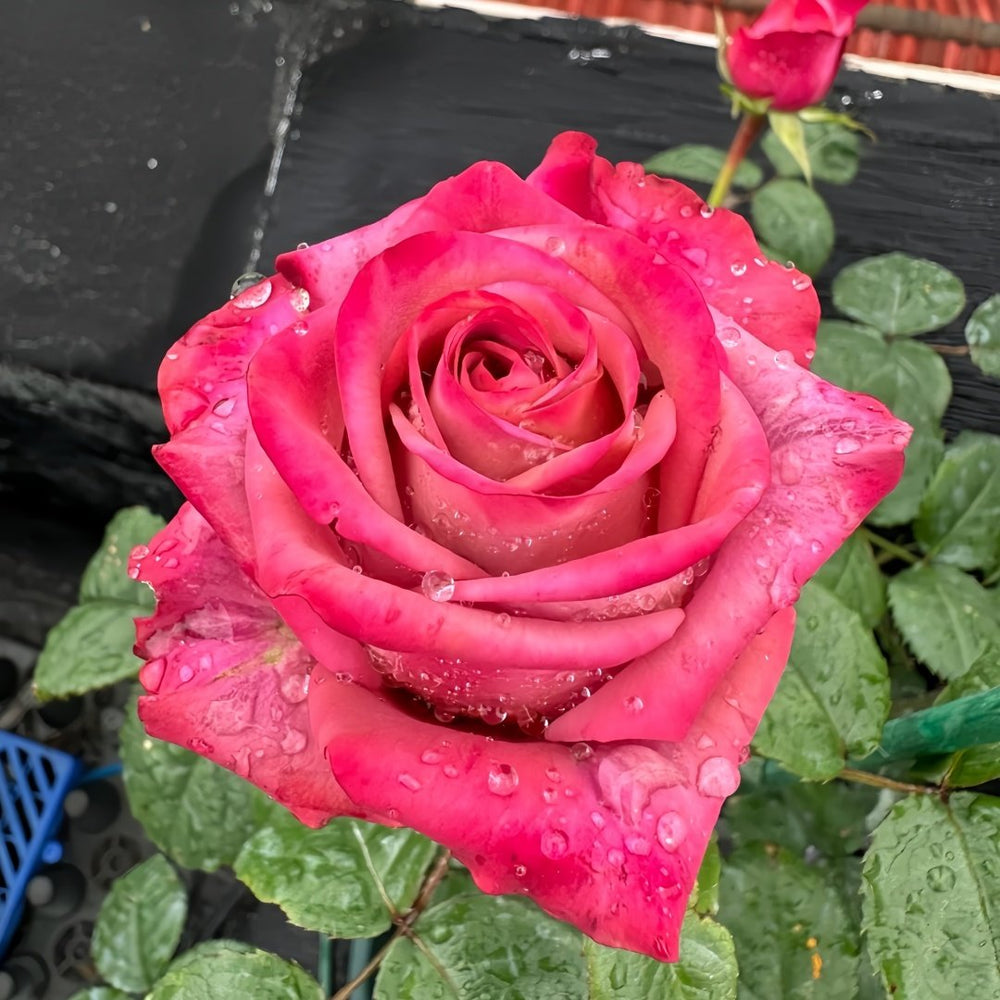 Barista Rose Plant ｜调香师 image 3