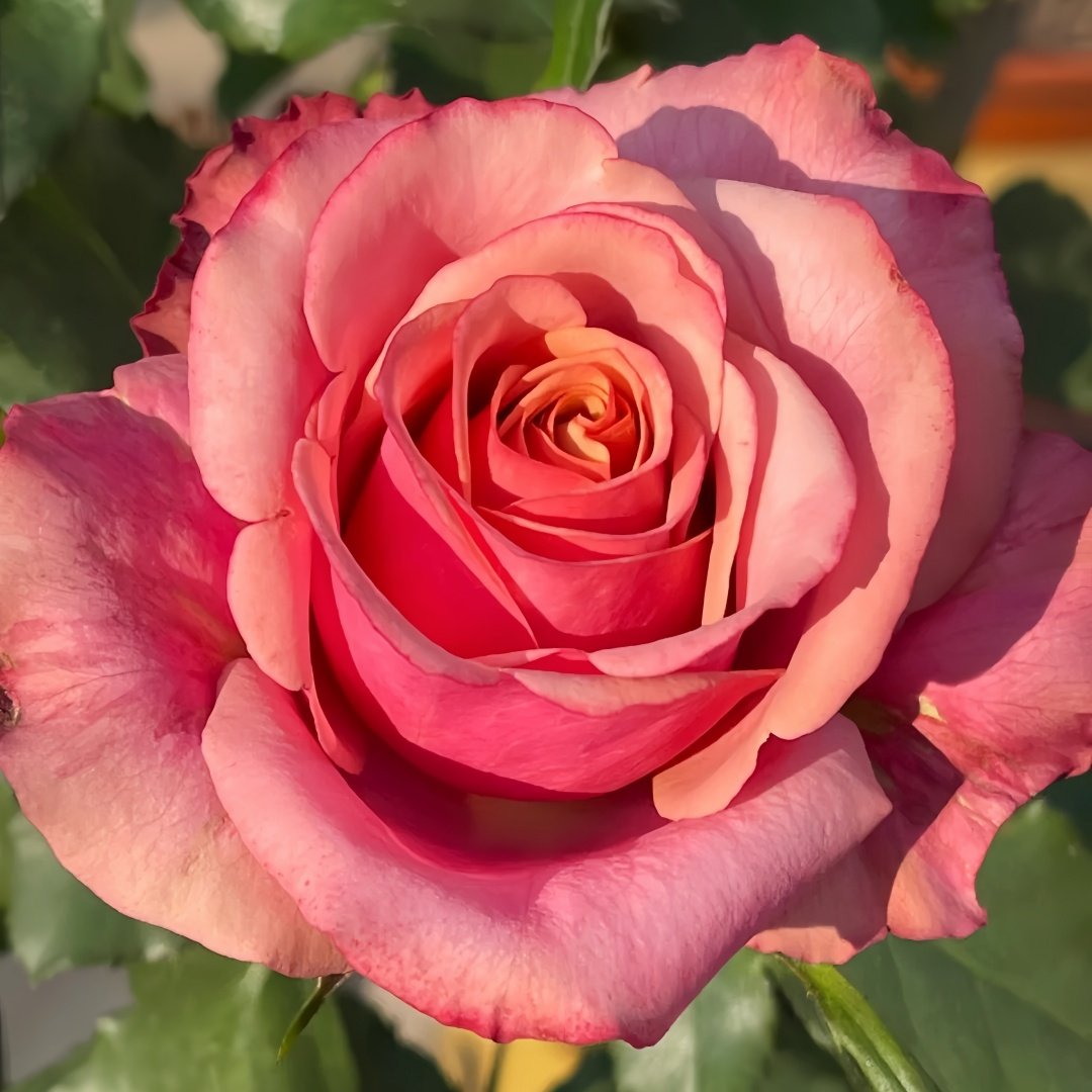 Cold Brew Rose Plant｜冷酿 image 1