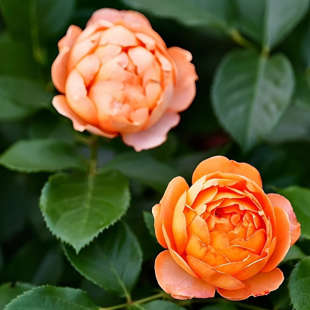Honey Caramel Rose Plant｜蜂蜜焦糖 image 6