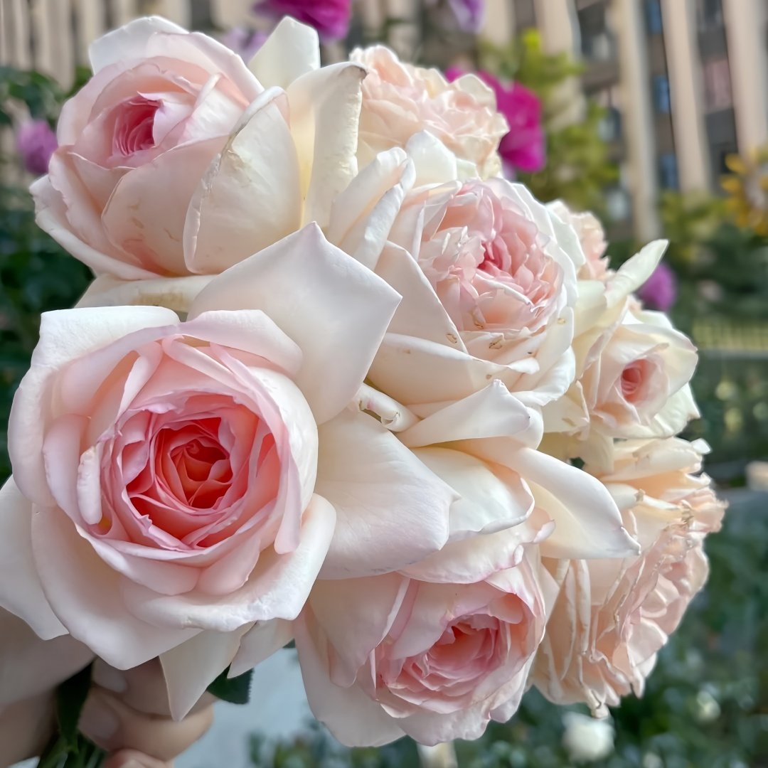 Gruaud Larose Rose Plant｜香槟美酒 image 8