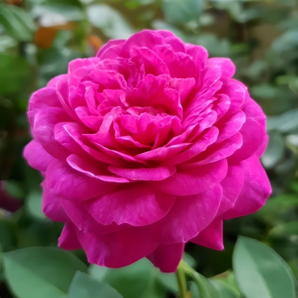 Heidi Klum Rose Plant｜海蒂克鲁姆 image 5
