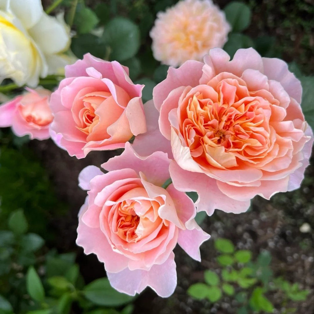 The Impressionist Rose Plant｜印象派 image 8