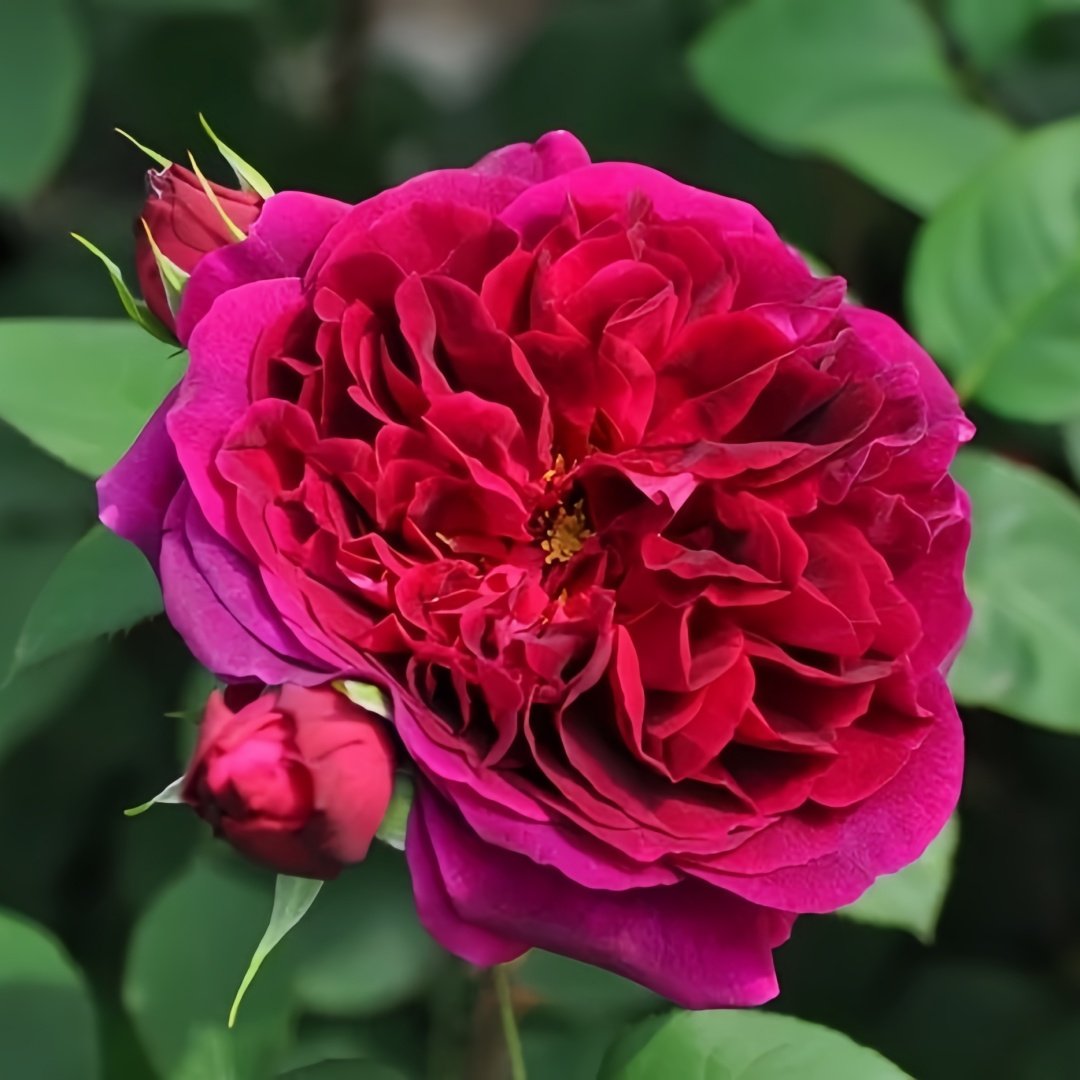 Munstead Wood Rose Plant｜曼斯特德伍德 image 3
