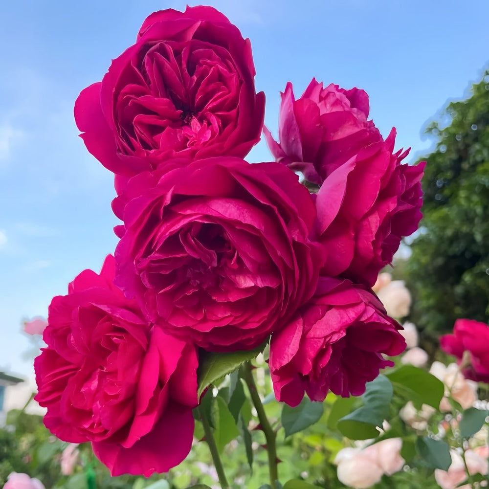 Cixuan Rose Plant|慈萱 image 7