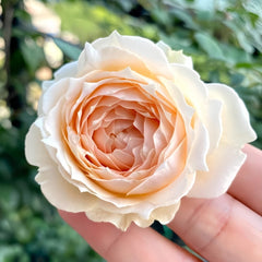 Weeping beauty Rose Plant|梨花雨 image 0