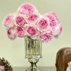 Yves No4 Aroma Rose Plant|伊芙四号芳香 image 3