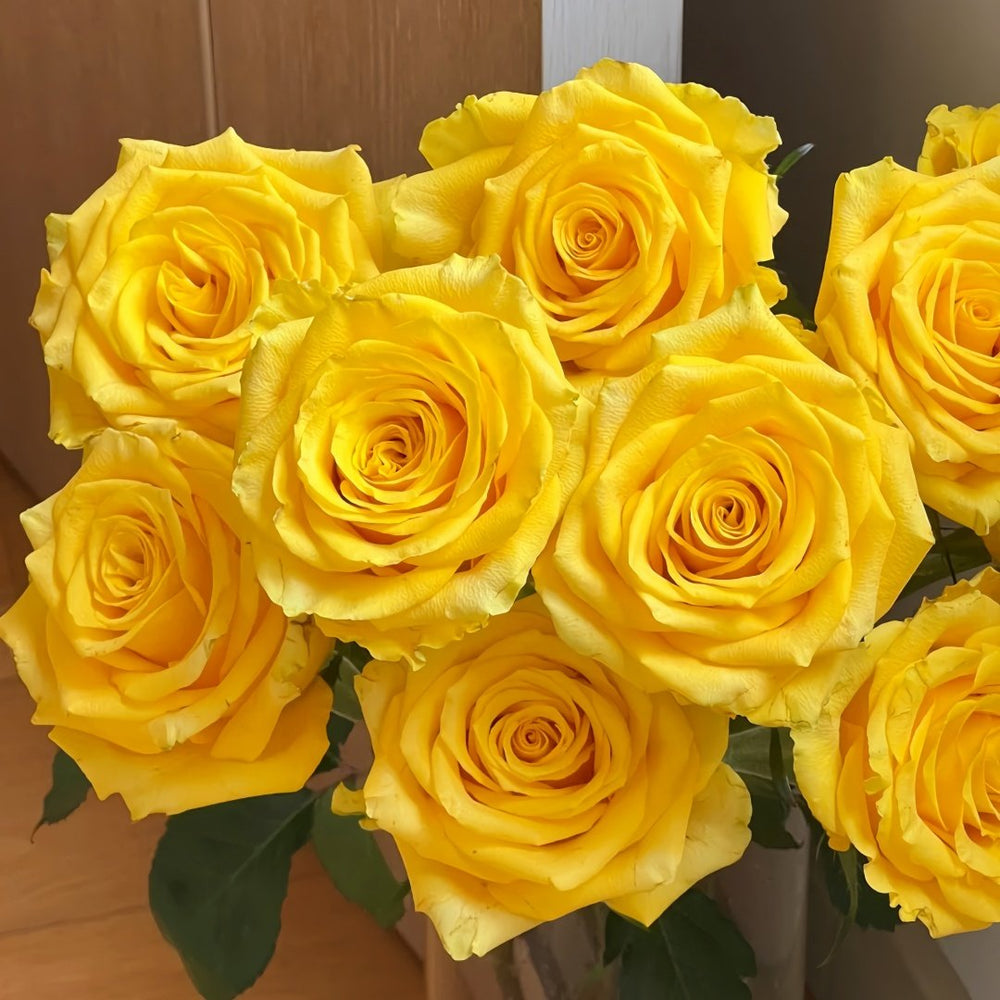 Yellow Breeze Rose Plant｜黄色布雷茨 image 9