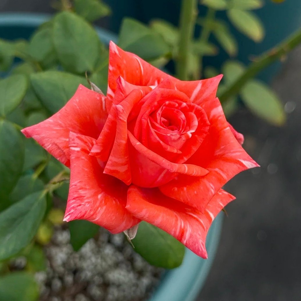 Wild Cat Rose|野猫 image 8