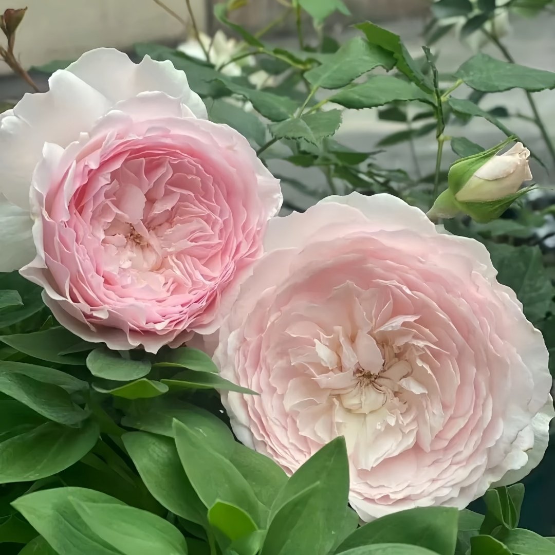 Hiyori Rose Plant|日和 image 7