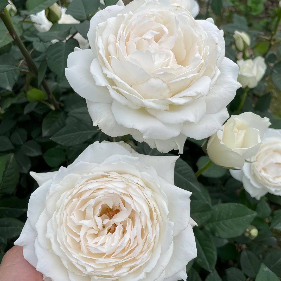 Princess Miyuki Rose Plant｜美雪公主 image 5