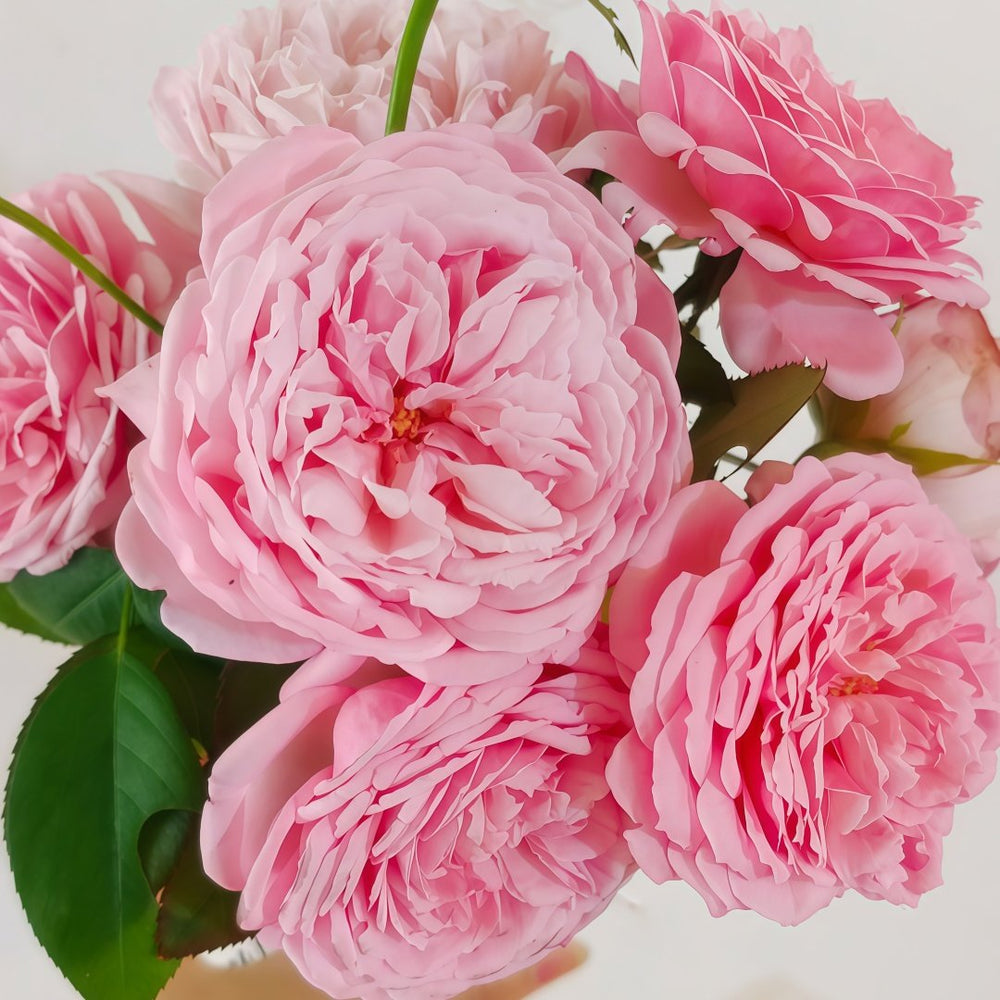 Yves Wishing Rose Plant|伊芙心愿 image 1