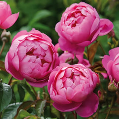 Royal Jubilee Rose Plant| 皇家庆典 image 2