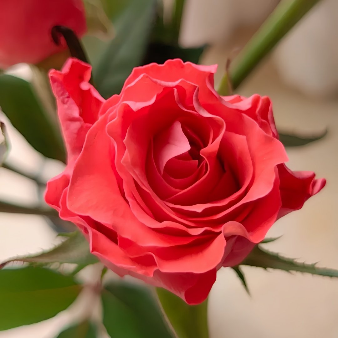 Yuhaitang Rose Plant｜玉海棠 image 6